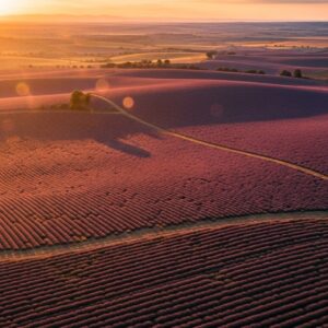 Lavender Farm Drone View